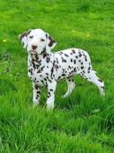 chiot dalmatien a donner