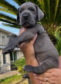 chiot dogue allemand a donner