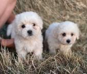 Chiot coton de tulear a donner