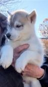 Chiot Siberian Husky a donner