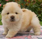 chiot chow chow a donner