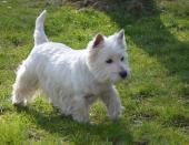 chiot Westie a donner