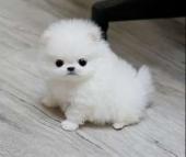 chiot Spitz pomeranian a donner