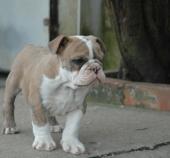 chiot bulldog anglais a donner