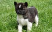 chiot Akita Amricain a donner