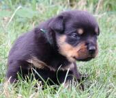 A donner chiot rottweiler