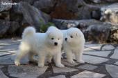 Chiots samoyede a donner