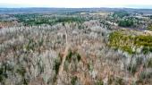 Cookshire-Eaton (Estrie) : Terre  bois de 47 acres bien entretenue, chemin forestier