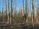 Newport (Estrie) : Terre  bois 301 acres, potentiel acricole +/- 10 000 entailles, chasse,