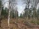 Ste-Apolline-de-Patton (Chaudire-Appalaches) : Terre  bois de 205 acres, territoire de chasse