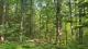 Ste-Eulalie (Centre-du-Qubec) : Terre  bois de 238 acres, chasse, chemin forestier, plantation, 