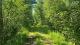 Ste-Eulalie (Centre-du-Qubec) : Terre  bois de 238 acres, chasse, chemin forestier, plantation, 