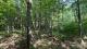 Ste-Eulalie (Centre-du-Qubec) : Terre  bois de 238 acres, chasse, chemin forestier, plantation, 