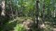 Ste-Eulalie (Centre-du-Qubec) : Terre  bois de 238 acres, chasse, chemin forestier, plantation, 