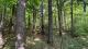 Ste-Eulalie (Centre-du-Qubec) : Terre  bois de 238 acres, chasse, chemin forestier, plantation, 