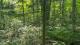 Ste-Eulalie (Centre-du-Qubec) : Terre  bois de 238 acres, chasse, chemin forestier, plantation, 