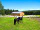 Chute-Saint-Philippe (Laurentides) : Domaine | ferme de 48.68 acres, 3 maisons, curie 7 boxes