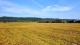 Fassett (Outaouais) : Terre cultivable de 98,57 acres, draine  50 %, loam argileux. 