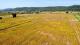 Fassett (Outaouais) : Terre cultivable de 98,57 acres, draine  50 %, loam argileux. 